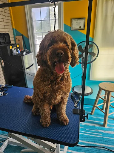 Brown doodle sitting on a grooming table after grooming