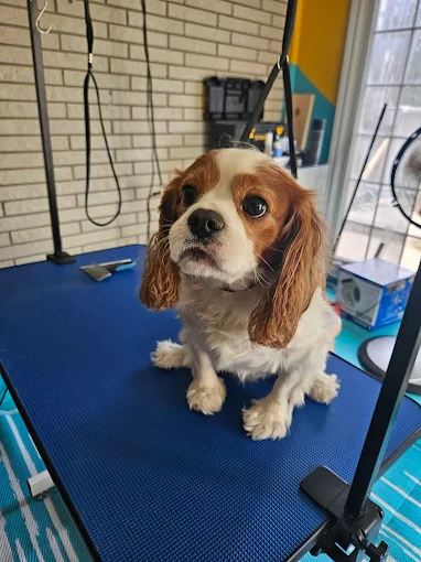 Freshly groomed Cavalier King Charles Spaniel sitting on a grooming table